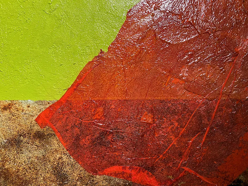 Morphosis. Antonella Quacchia