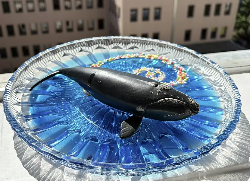 The Whale — IMG_1058.JPEG